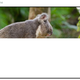Half-loaded koala